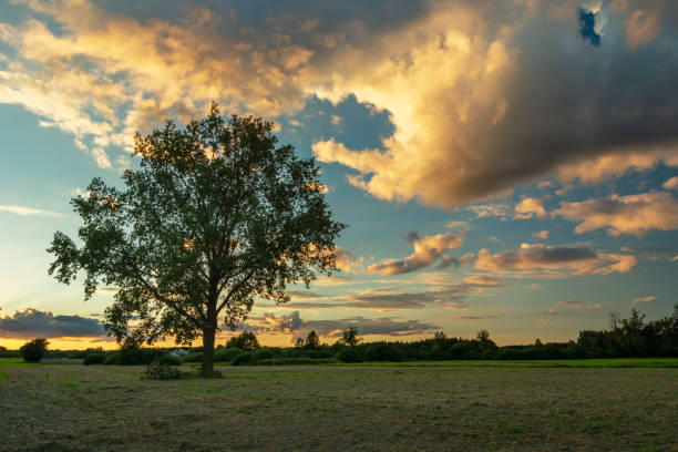 istock A large oak tree growing in a meadow and evening clouds highlighted by the sun 1465847162