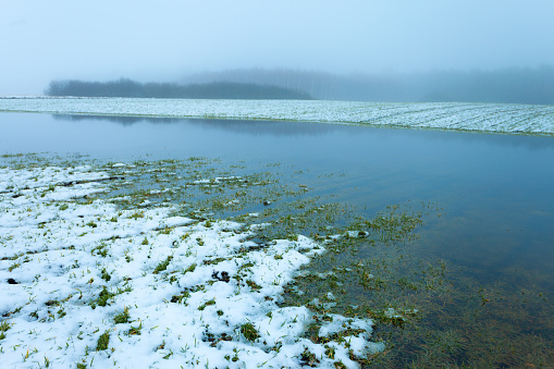 Snow and water on a field of winter crops on a foggy day, January view in eastern Poland