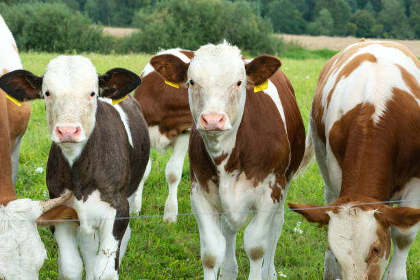 istock Two cow calves in a herd in the meadow 1465847178