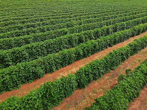 Photo taken by drone flying over a coffee plantation.