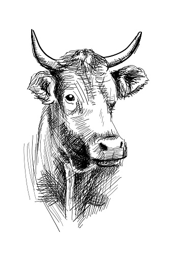 Horned cow portrait black graphic sketch isolated on white background. Vector illustration