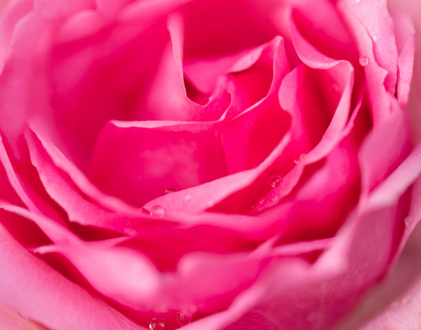 istock Pink rose flower close up for background and soft focus horizontal shape 1465858160