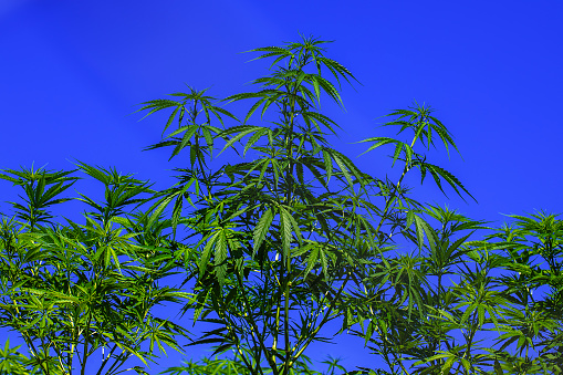 Green leaves of medicinal cannabis on dark blue background