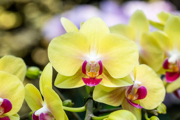 istock Close-up yellow orchid in the garden, horizontal shape 1465859518