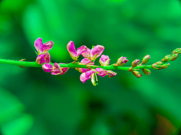 istock focus a single flower against a blurry nature background 1465860687