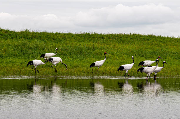 istock Red-crowned cranes standing on a grassy shore near wat 1465860925