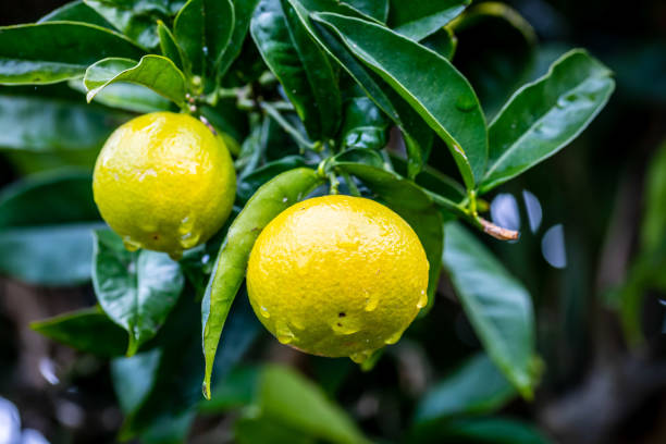 Citrus fruits with water drops., Santa Úrsula, Tenerife island.