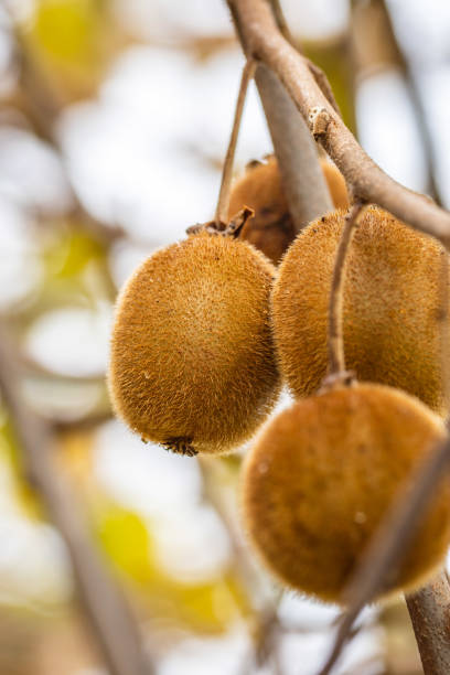 actinidia deliciosa pertence à família actinidiaceae. - actinidia - fotografias e filmes do acervo