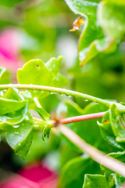 istock Drops of water on a plant. 1465862845