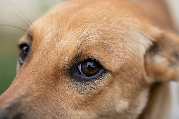 istock close-up eye brown dog ,1 years old, soft focus 1465863368