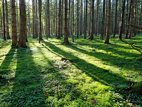 Magical fairytale forest. A coniferous forest covered of green moss with mystic atmosphere.