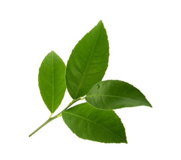 istock Citrus Lemon leaves isolated on white background without shadow 1465871582