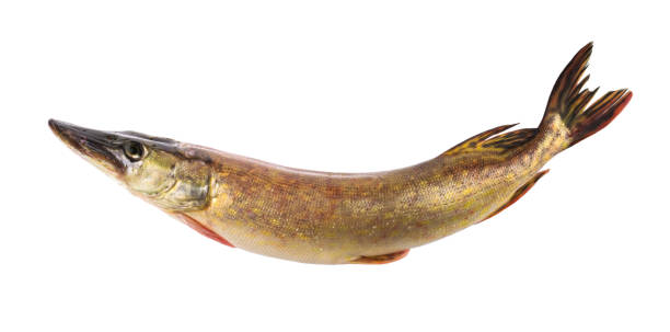istock Fish pike isolated on white background withot shadow clipping path 1465872484