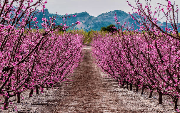 Peach trees blooming in cieza, various fruit trees in bloom and a mountain on background. Located in Murcia region, Spain
