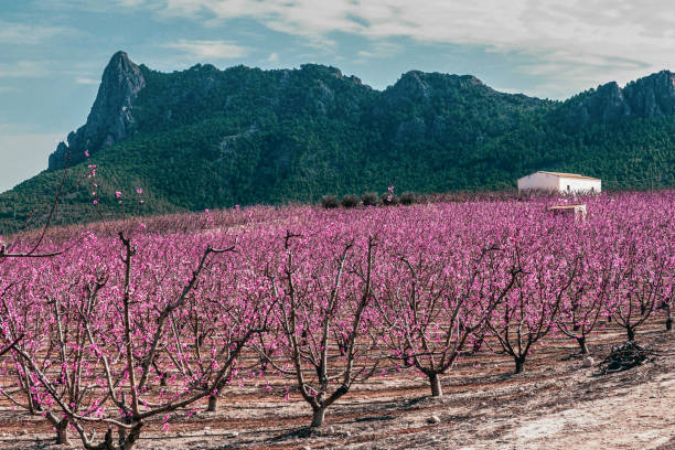 istock Peach trees blooming in cieza, various fruit trees in bloom and a mountain on background. Located in Murcia region, Spain 1465873953