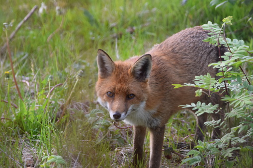 An urban red fox in a garden of green grass looking towards the camera.