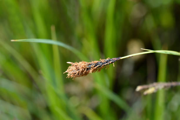 Black sedge Black sedge flower - Latin name - Carex nigra carex nigra stock pictures, royalty-free photos & images
