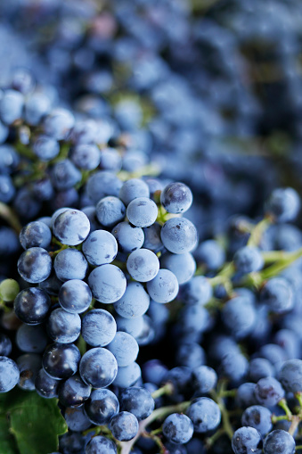 Bunch of dark grapes with drops of water, close up