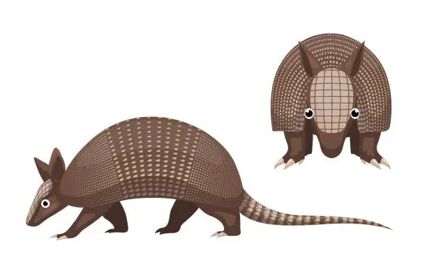 Vector illustration of Cute Armadillo Front Side Cartoon Vector Character