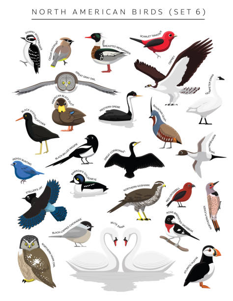 North American Birds Set Cartoon Vector Character 6 Animal Cartoon EPS10 File Format cormorant stock illustrations