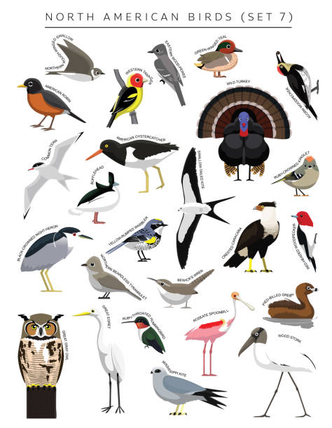 North American Birds Set Cartoon Vector Character 7 Animal Cartoon EPS10 File Format crested caracara stock illustrations
