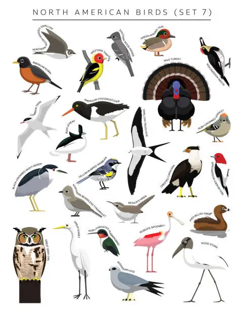 Vector illustration of North American Birds Set Cartoon Vector Character 7