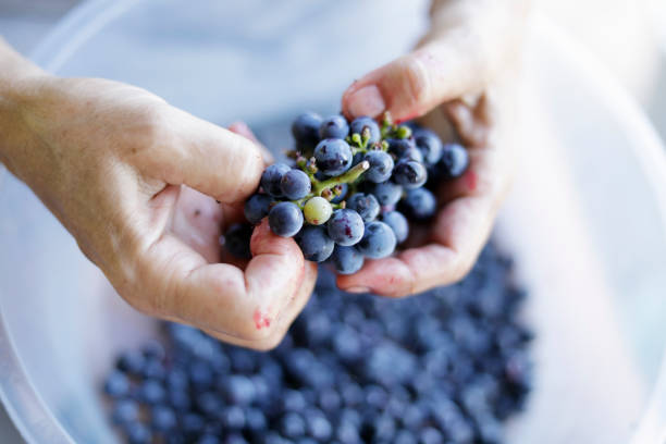 Woman preparing Cabernet Sauvignon grape to make Wine