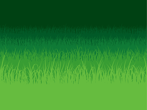 Grass background. Field with grass. Grass Lawn.