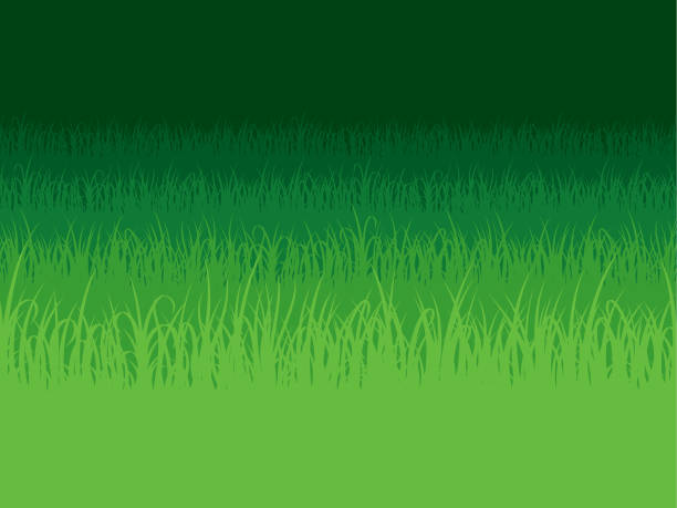 Grass background. Field with grass. Grass Lawn. vector art illustration