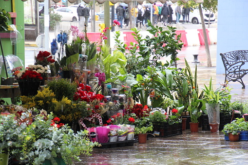 Flower market on the street and trees to plant or planting