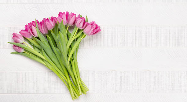 istock Pink tulip flowers 1465884346