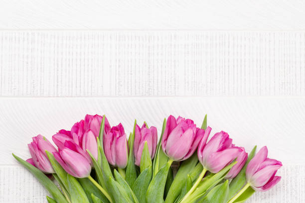 istock Pink tulip flowers 1465884411