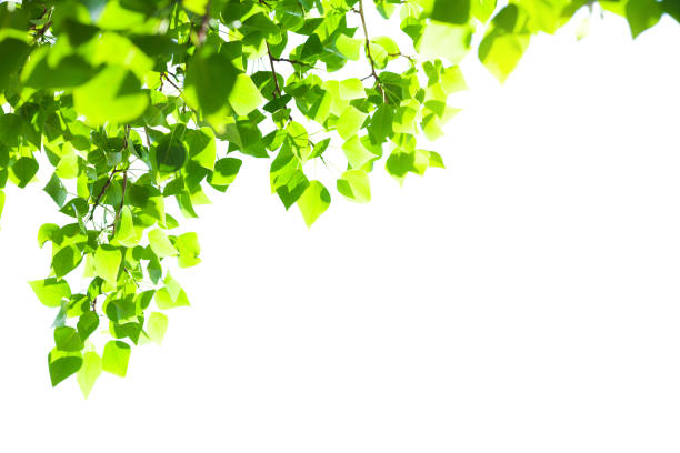 istock Tree branch with leaves on white background with sunlight 1465884757
