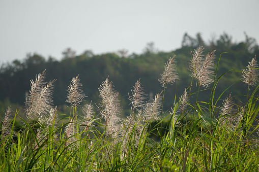 In Okinawa, sugarcane flowers begin to bloom around December.