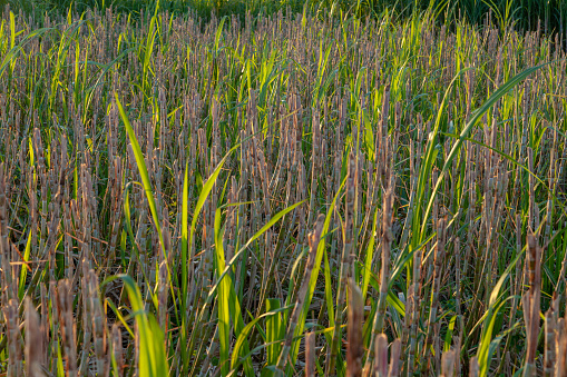 Leaves cut off in preparation for harvest