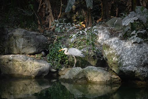 Riverside egret