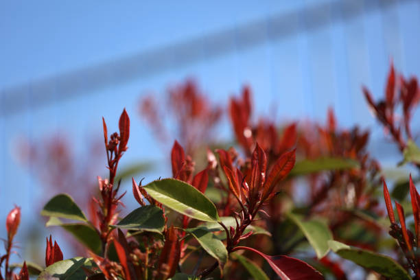 Photinia on a garden fence
