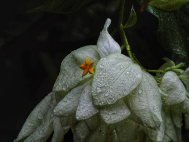 istock white nusa plants 1465892657