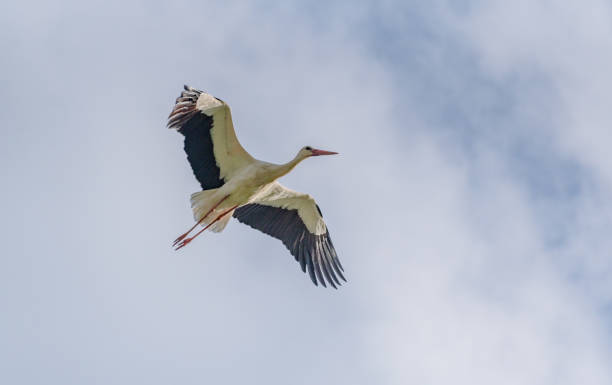 istock The stork beautifully maneuvers in flight 1465892884