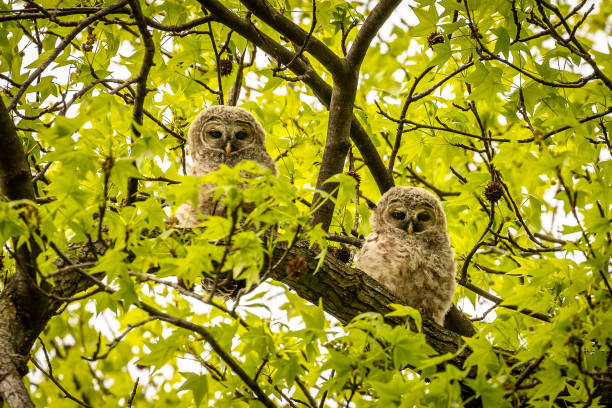 istock Curious Barred Owlette watch from the tree branches 1465894843