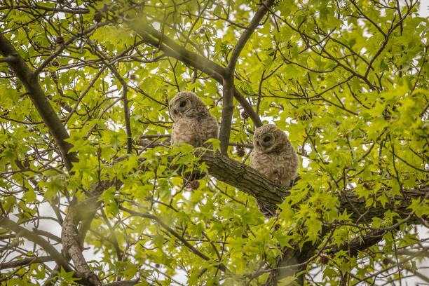 istock Curious Barred Owlette watch from the tree branches 1465894927