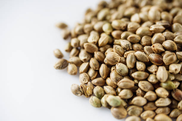 istock natural hemp seeds on a white acrylic background 1465895633