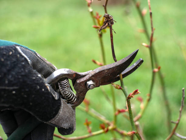 A gloved hand holds pruning shears and cut a bush branch. A gloved hand holds pruning shears and cut a bush branch. forsythia garden stock pictures, royalty-free photos & images
