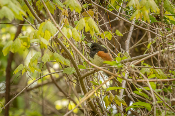 istock Male Eastern Towhee perched on a tree branch 1465898919