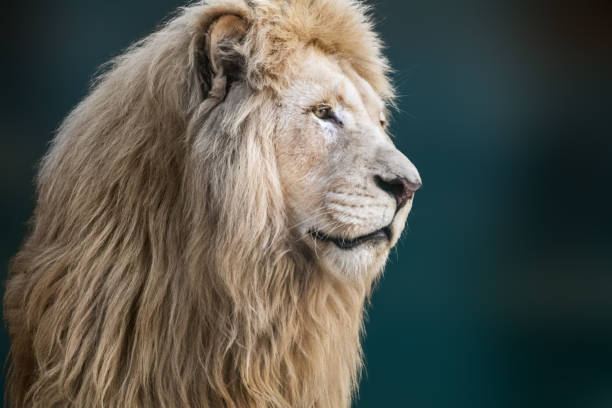istock White lion portrait, looking right close-up 1465899136