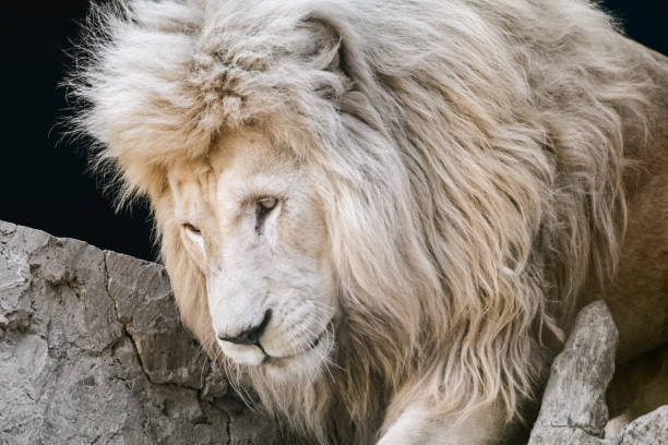 A magnificent male lion walks confidently across the grassland of Masai Mara, its thick mane glowing in the light and muscles rippling with every step.