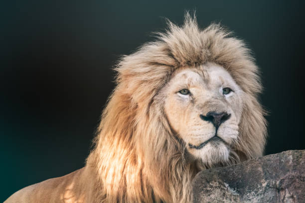 istock White lion hiding behind rock, close-up portrait 1465899176