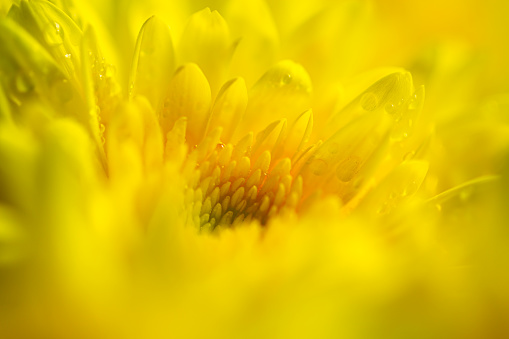 macro yellow flower background,Macro shot yellow flower background,Yellow,Backgrounds,Vegetable Garden,Flower,Petal,Close-up,