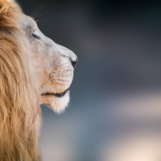 White lion head profile, looking right close-up White lion head profile, looking right close-up with blurred background. Wild animals watching white lion in the zoo stock pictures, royalty-free photos & images