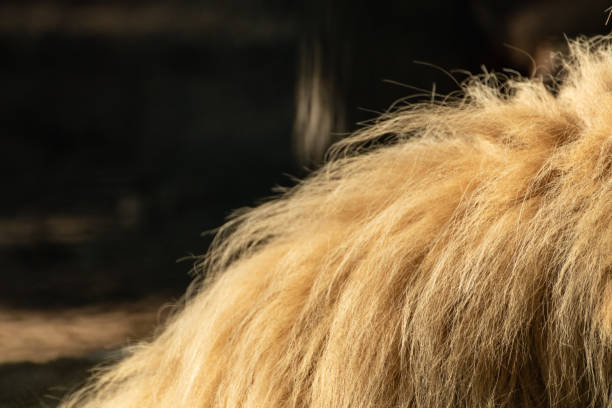 istock Lion sunny fluffy mane fur coat close-up 1465899252